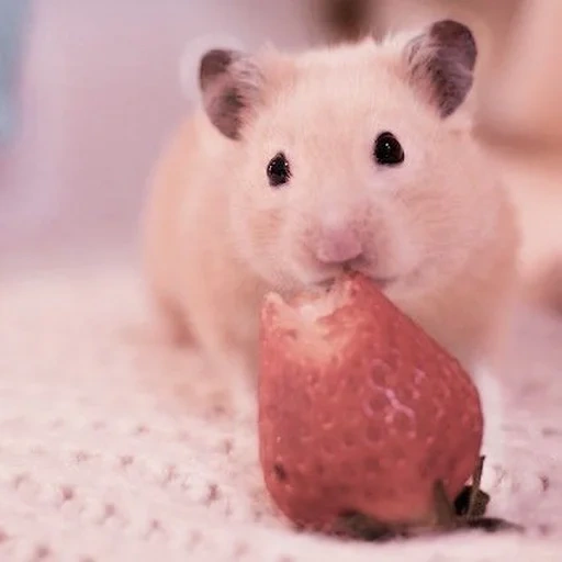 hamster, hamper, the hamster is cute, milot of the hamster, funny hamsters