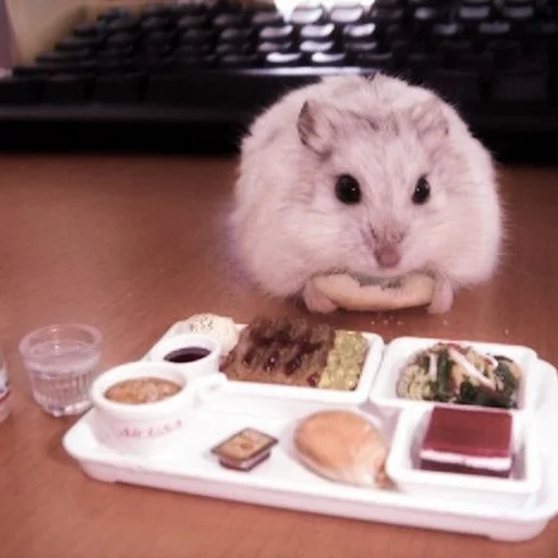 makanan hamster, hamper jungaric, hamster dzungaria, dzungaria hamster white, hamster jungaria cheeks