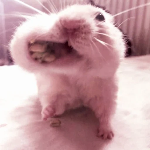 hamster, the hamster is cute, the hamster is pink, hamster dzhungarsky, jungarian hamster