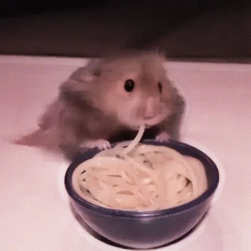 hamster, der hamster trinkt milch, der hamster isst nudeln, der korb isst nay, syrisches hamster essen