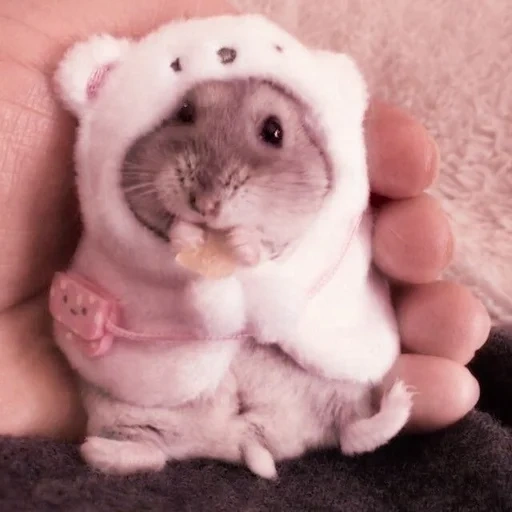 hamster, a nyazy hamster, the hamster is cute, cute hamsters, the hamster is funny