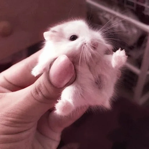 cesto giungarico, criceto dzungariano, criceto nano, criceto dzungariano, dwarf hamster dzunggarsky