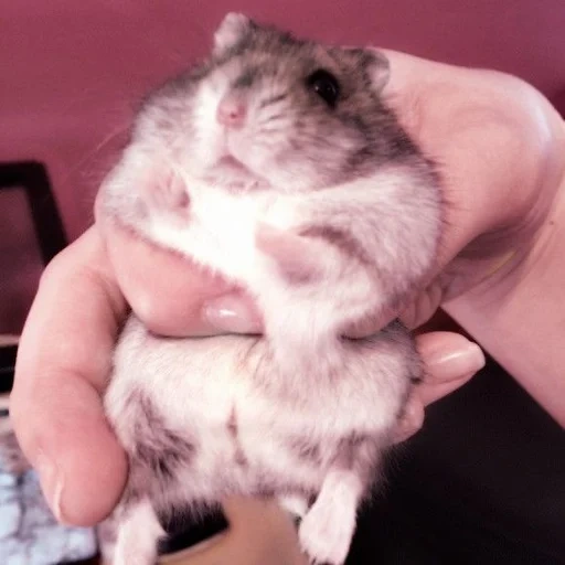 hamster jungaric, dzungarian hamster, dzungarian hamster, hamster male jungaric, dzungarian syrian hamster