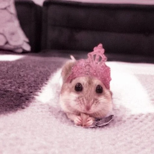 a hamster hat, the hamster is cute, the hamster is pink, cute hamsters, funny hamsters