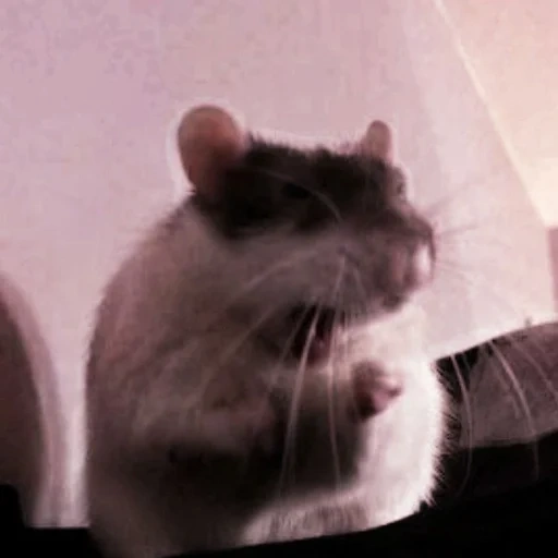 rat, rat gris, ambo de rat, animal de rat, rat à domicile
