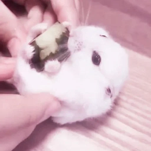 hamster, hamster yang terhormat, pesan hamster, hamster lucu, hewan itu lucu