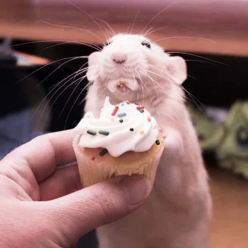 ratas encantadoras, ratas encantadoras, ratas divertidas, animales caseros, rata dambo ratatuy