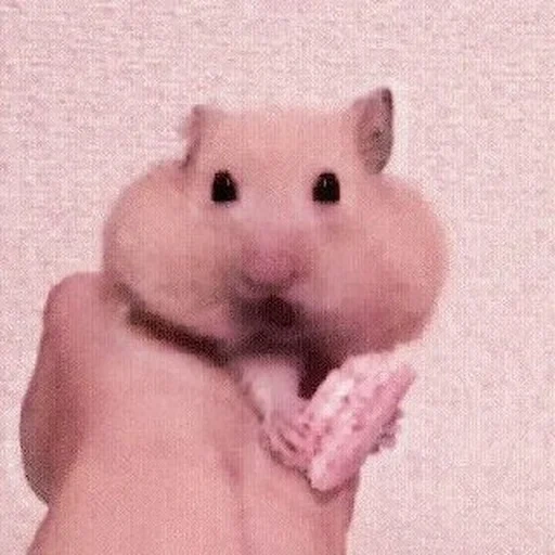 hamster, hamper, hamster hamster, syrian hamster, the hamster is funny