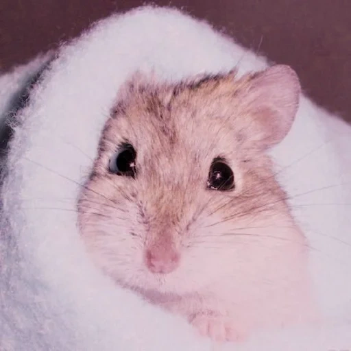 hamster, dzungarian hamster, jungarian hamster, dzungarian hamster departure, the breeds of hamsters are dzungar