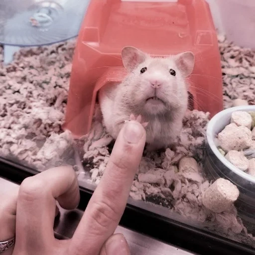 le hamster est mignon, hamsters drôles, hamster syrien, hamster syrien mâle, le hamster syrien est petit