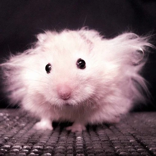 hamster, hamster jahat, hamster gila, hamster angora, hamster kerajaan