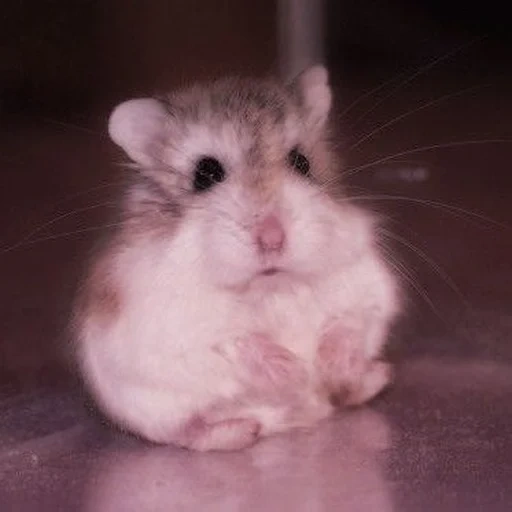 hamster, le hamster est mignon, hamster nain, hamster dzungare, hamster dzungare