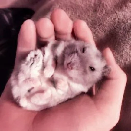 dzungarian hamster, dzungarian hamster, dzungarian hamster white, the dzungarian hamster is white, dwarf hamster dzungarsky