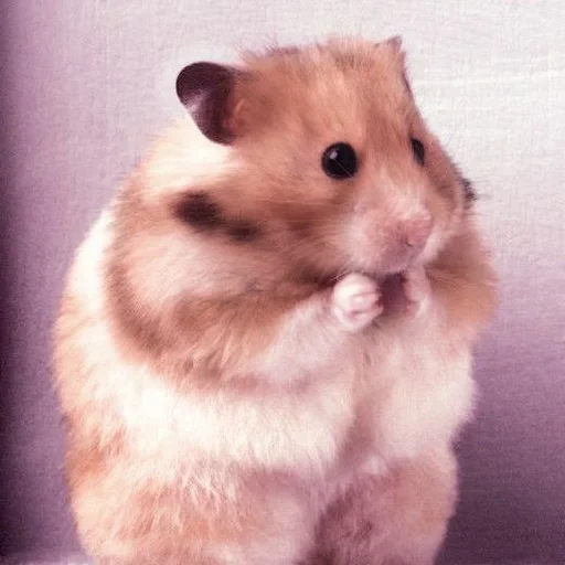 le hamster est mignon, hamster syrien, hamster dzungare, hamster syrien rouge, couleur originale du hamster syrien