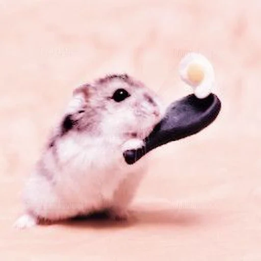 mang, hamster, the hamster is cute, the hamster is funny, white hamster jungaric