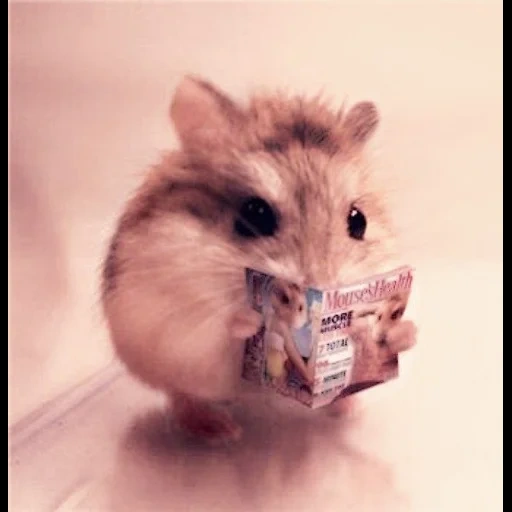 hamster, korb, lustige hamster, syrischer hamster, der hamster ist lustig