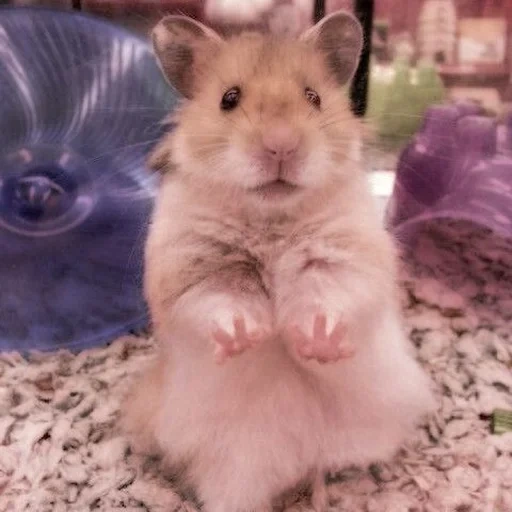 hamster, entraver, le hamster est mignon, hamster syrien, hamster syrien mignon