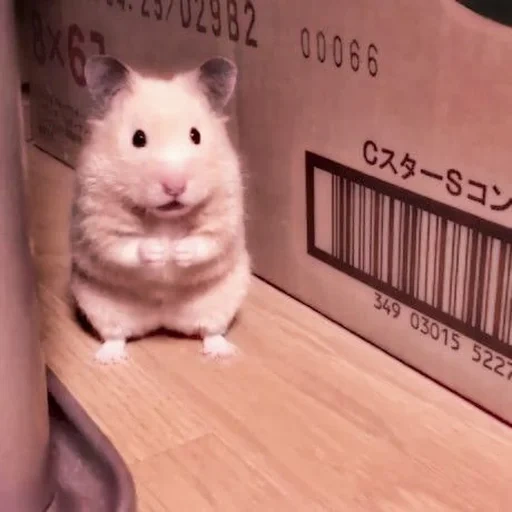 hamster, korb, der hamster ist süß, hamster syrer, der hamster ist lustig