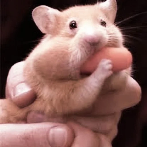 hamster, hamster hamster, le hamster est drôle, le hamster est mignon, hamster