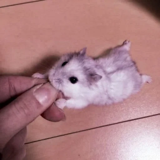 criceto dzungariano, criceto dzungariano, dzungarian hamster white, il criceto è piccolo, dwarf hamster dzunggarsky