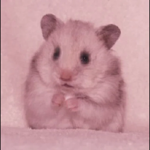 menghambat, hamster suriah, hamster suriah, hamster dzungaria, hamster dzungaria