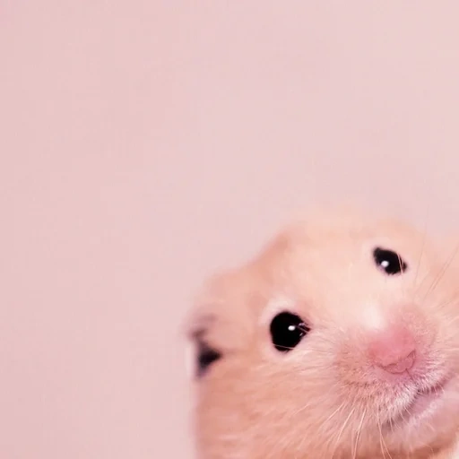 hamster, hamper, the hamster is cute, syrian hamster, dzungarian hamster