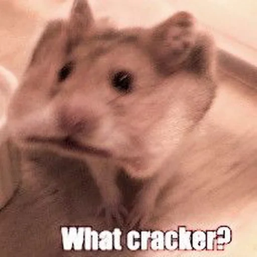 criceto, il criceto è carino, il criceto è divertente, hamster dzhungarsky, criceto dzungariano brown