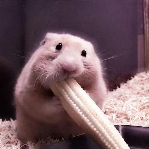 hamster, hamster bochechas, o hamster é atrevido, hamster banana na boca, uma bochecha recheada de hamster