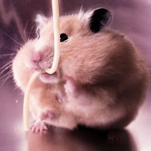 hamster, manakovo, le hamster est mignon, photos murmansk, hamster syrien homa