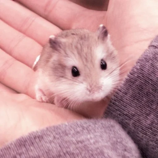 criceto giungarico, criceto dzungariano, criceto dzungariano, il criceto è piccolo, dwarf hamster dzunggarsky