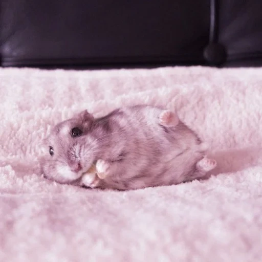 hamster, le hamster est mignon, hamster dzhungarsky, hamster nain, hamster dzungare avec un crayon