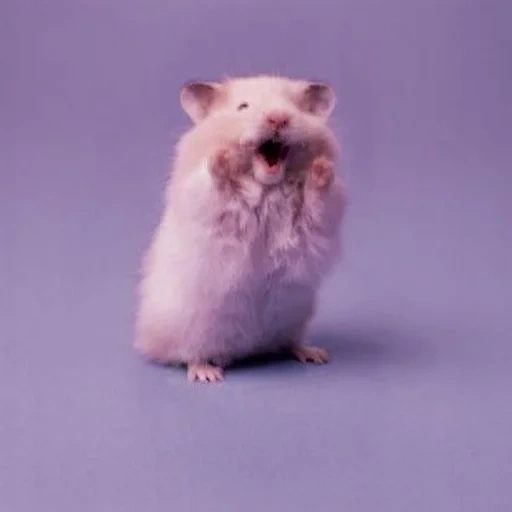 hamster maléfique, hamster radde, un hamster dangereux, hamster maléfique, hamster fou