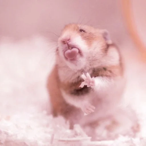 hamster, le hamster est mignon, hamsters drôles, le hamster est drôle, hamster satisfait