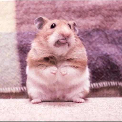 hamster, le hamster est drôle, le hamster est mignon, le hamster est drôle, hamsters sympas