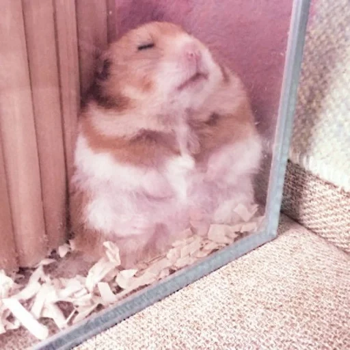 hamster, syrischer hamster, der hamster ist lustig, dzungarischer hamster, dzungarischer hamster