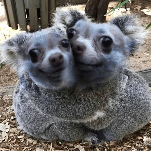 коалы, лемур детеныш, детеныш коалы, животное коала, коала домашнее животное
