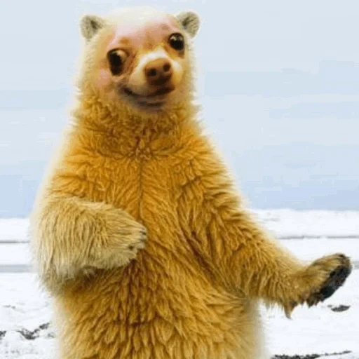 orso polare, fantastici trucchi, l'orso sta ballando, orso divertente, orso ballerino