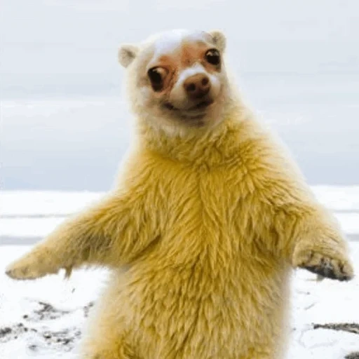 oso zhenya, oso polar, oso bailarín, el oso blanco está bailando, meme de oso bailando