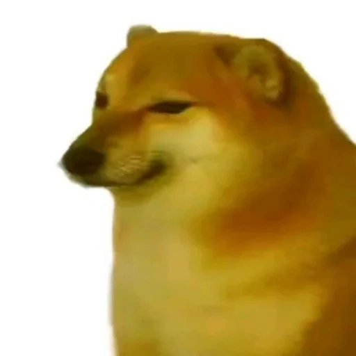 doge, chai perro, molde de perro, lado chems, molde de perro chai