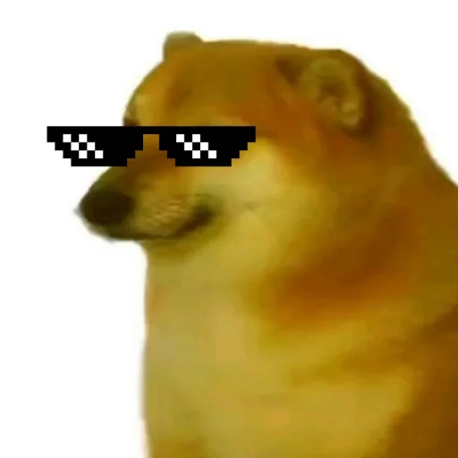 câmera, meme de cachorro, doge dog, cheems do lado