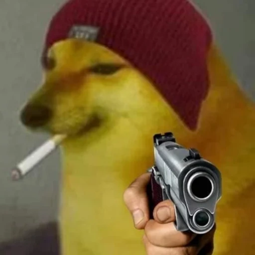 human, boy, doge with a gun, animals are funny, the animals are funny