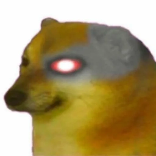 emote, câmera, garoto, doge dog, meme siba inu