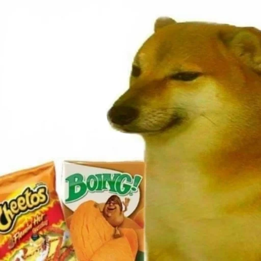 chiens, chaidou, doge meme, mème chai dog, mème de chien de bois