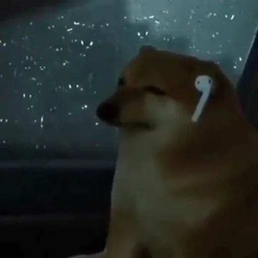 doge, cane, sad doge, meme doge, joka boka cheems doge