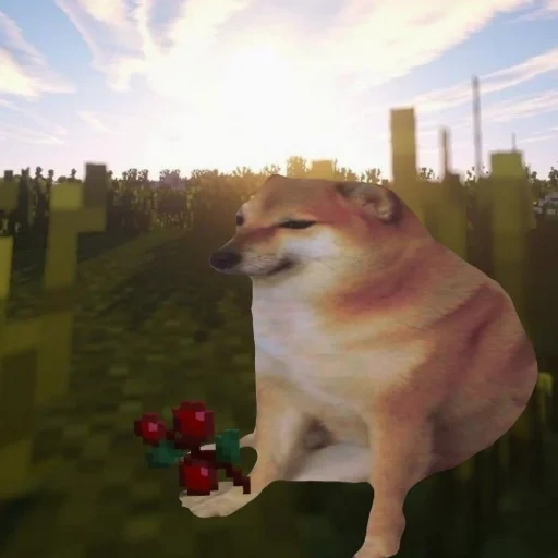 cão, shiba inu, meme siba inu, silêncio, cão minecraft