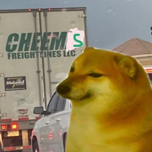 dog, a meme with a dog, cheems on the side, cheems dog, bonk meme dog