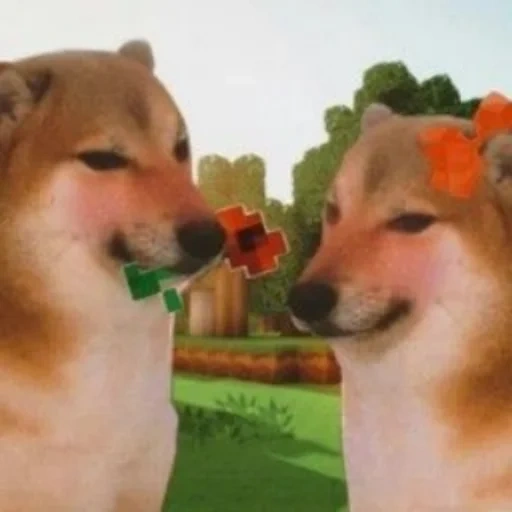 shiba inu, doge dog, um meme com um cachorro, animais engraçados, os animais são engraçados