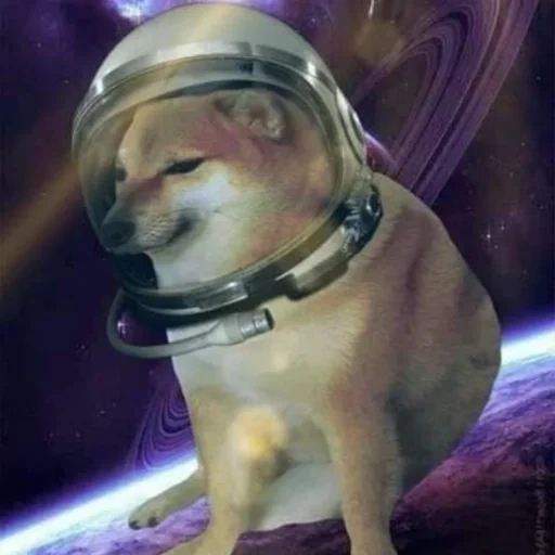 doge, dogecoin, agent divergent, chien coin astronaute, first dog on the moon andrea marloy
