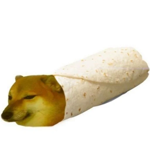 doge, anjing, meme doge, anjing burrito, dorime cheems