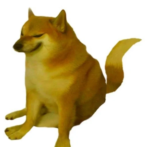 shiba inu, meme doge, meme anjing, siba iu meme, doge meme pitch